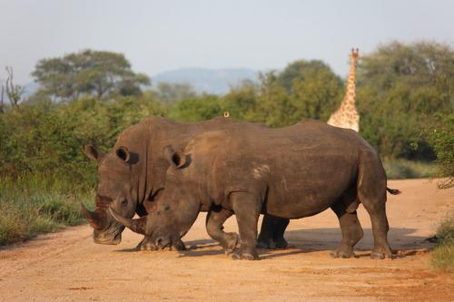 Gallery image of Rhino Ridge Safari Lodge in KwaNompondo