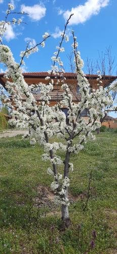a tree with white flowers on it in a field at Laguna Verde in Crivina