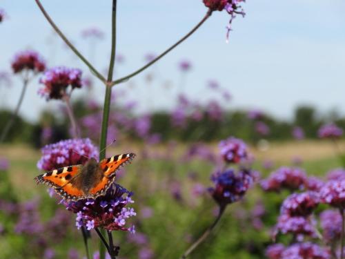 an orange butterfly sitting on a purple flower at The Oaks Tent Pitches with no accommodation supplied and you must bring your own tent in Colkirk