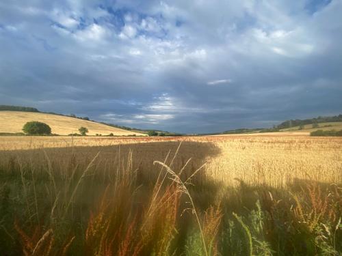 a field with tall grass and a cloudy sky at Charlton End - Goodwood Events in Chichester