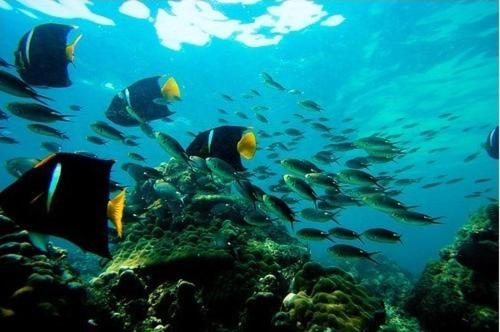 a group of fish swimming over a coral reef at Beautiful Apartment with Terrace in Contadora