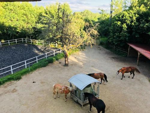 a group of horses standing around a cage at Zauberhafte Ferienscheune im Hofgut Alte Ölmühle in Engen