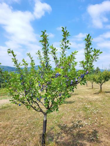 a tree with blue berries on it in a field at Venera in Kosjerić