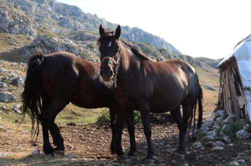 Άλλα ζώα σε αυτό το διαμέρισμα ή στη γύρω περιοχή
