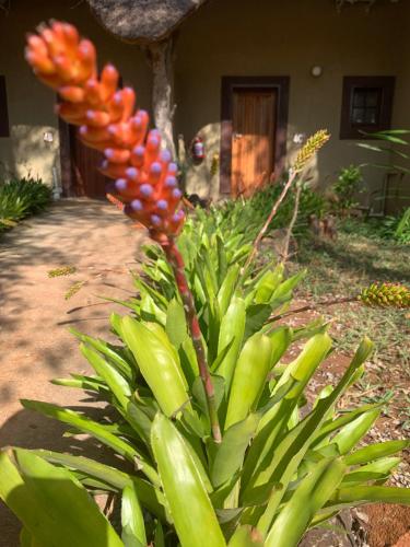 a plant with a bunch of fruit on it at Selati River Ruins in Gravelotte