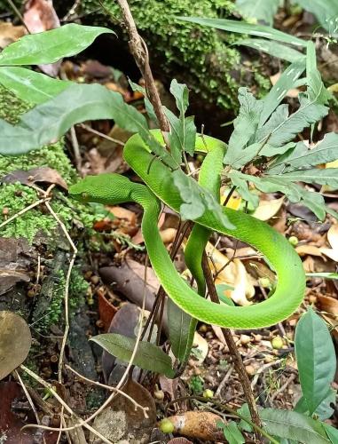 a green snake is sitting on a plant at Pakchong hostel & wildlife tour in Pak Chong