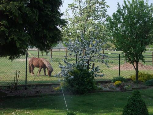 a donkey grazing in a field behind a fence at Gocher Berghof Ferienwohnungen Langanke in Goch