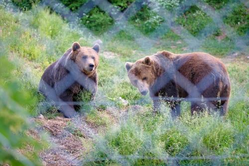 two brown bears standing in a field of grass at Apartman F&F 2 in Otočac