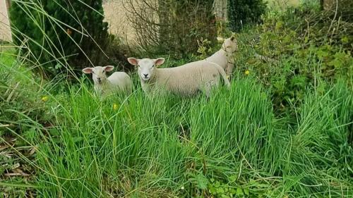 two sheep are standing in the tall grass at Dutchdream b&b logcabin in Eighter