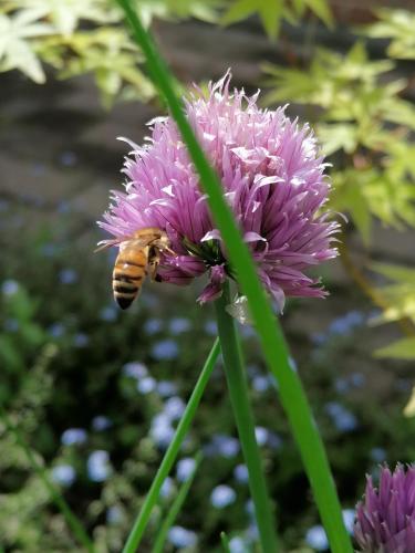a bee is sitting on a purple flower at Agriturismo Da Andreina in Borso del Grappa