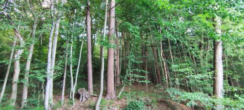 a group of trees in a wooded area at Fuchsbauerhof - Ferienwohnung in Kniezenberg