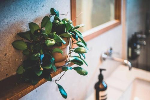 a plant in a pot sitting on a bathroom sink at Jongno Haru in Seoul