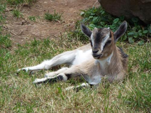 a baby goat laying in the grass at La Riguera De Ucieda in Ucieda de Arriba