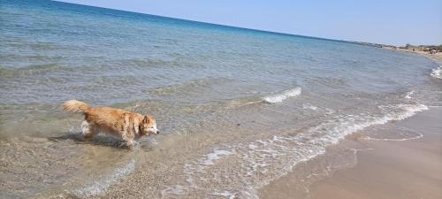 un perro parado en el agua en la playa en Camera in Casa Privata en Torre San Gennaro