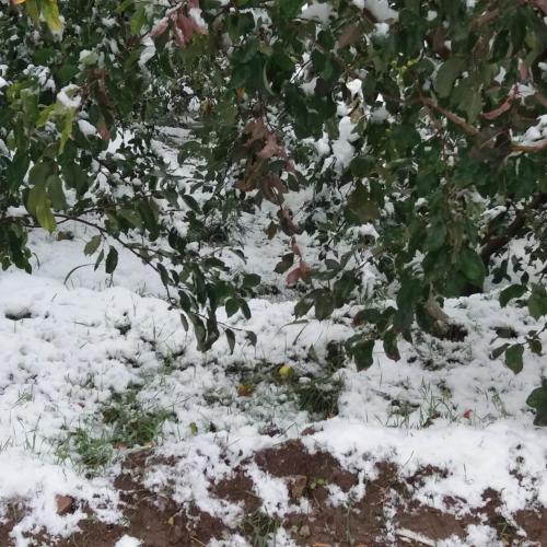 un arbusto cubierto de nieve junto a un árbol en Villa Mlak dayat Aoua, en Ifrane