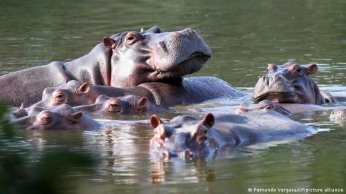 a group of hippos swimming in the water at Campo Godoy in Doradal