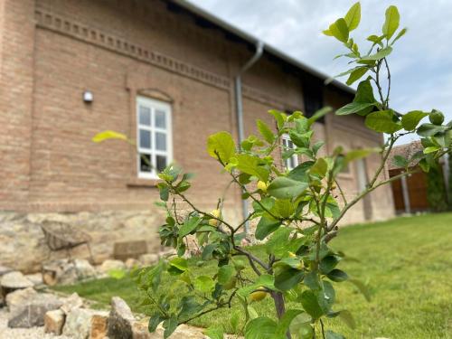 a plant in front of a brick building at Magtár Villa in Bóly
