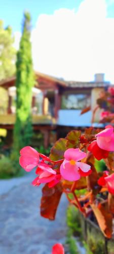 a bunch of pink flowers in front of a house at La Martina Campestre in Rionegro