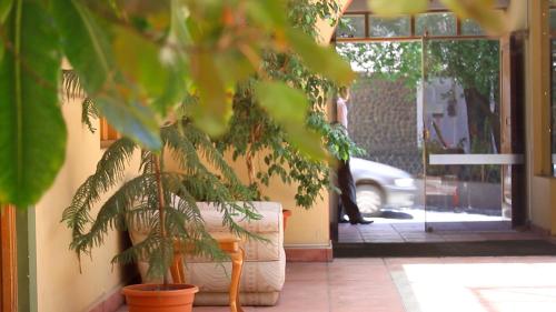 a plant sitting next to a couch in front of a door at Hotel Cima Argentum in Potosí