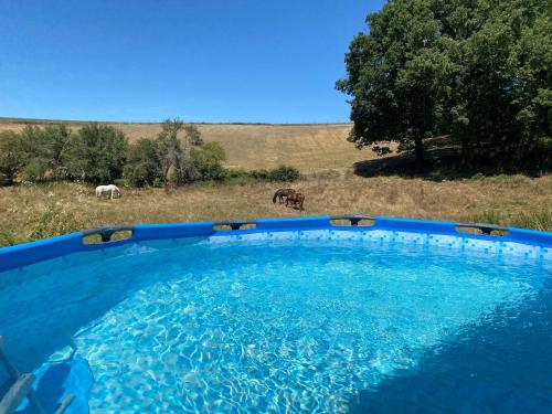 une grande piscine d'eau avec deux chevaux dans un champ dans l'établissement Chambre d'hotes Bessiard, à Laparrouquial