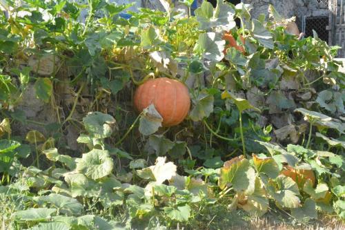 an orange pumpkin is growing in a garden at Gazdinstvo Tadić in Nikšić