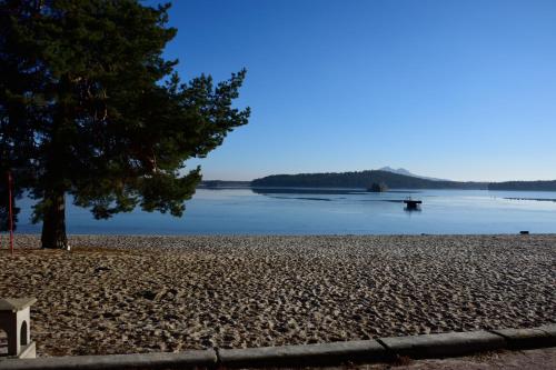 a beach with a tree and a body of water at Vila Terezie in Staré Splavy