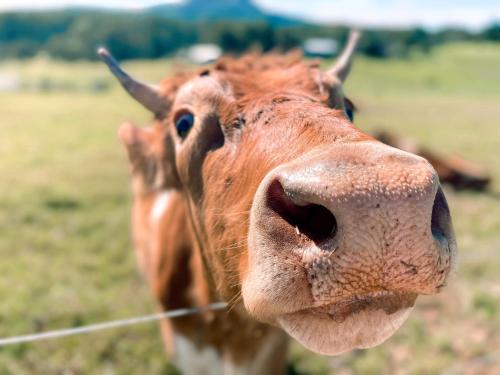 a close up of a cow with a large nose at Seven Peaks Farm Stay in Beerwah