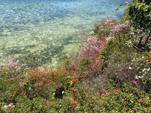 a field of flowers next to a body of water at Tahanan Resort in San Juan