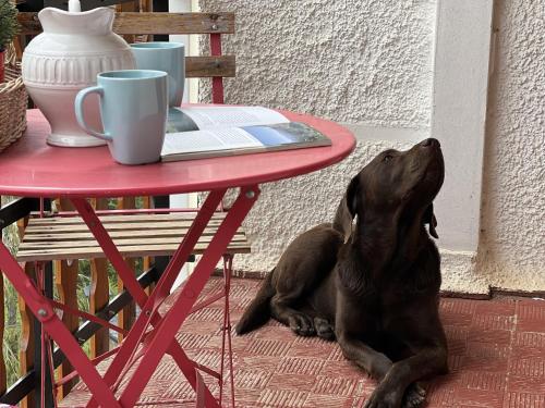 a dog sitting under a red table next to a table at Betato ✪ Terraza, WiFi & trastero · Pirineos360 in Formigal