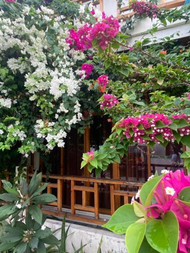 a bunch of flowers hanging from a building at Bougainvillea Inn - Maldives in Fulidhoo