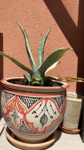 a plant in a pot sitting on a table at mini loft Lido with own sunny & private garden in Venice-Lido