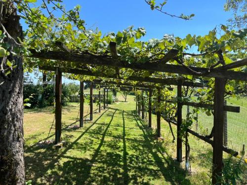 a row of grape vines in a field at Landhaus dasThomas in Henndorf 