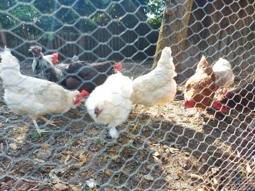 a group of chickens standing in a cage at Sachserhof Ferienwohnungen in Sachsenburg in Sachsenburg