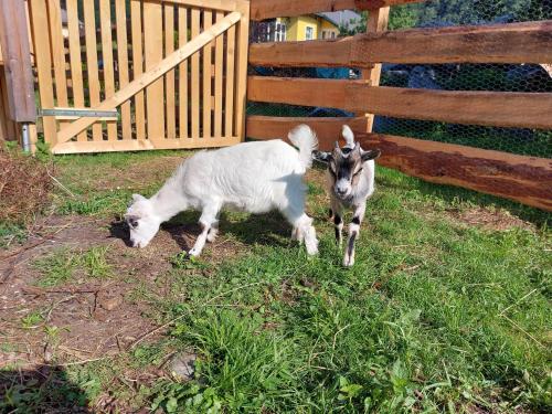 two goats standing in the grass near a fence at Sachserhof Ferienwohnungen in Sachsenburg in Sachsenburg