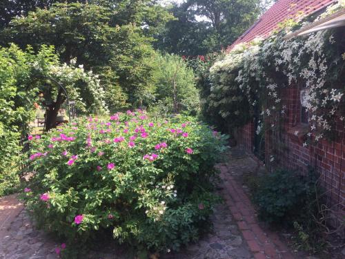 Privelacker Paradiesgarten : حديقة بها زهور وردية بجوار مبنى من الطوب