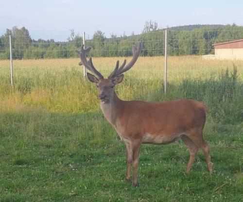 a deer with large antlers standing in a field at Noclegi Święta Katarzyna ,, Pod Jeleniami "prawdziwymi in Święta Katarzyna