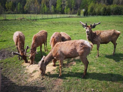 a group of animals grazing in a field at Noclegi Święta Katarzyna ,, Pod Jeleniami "prawdziwymi in Święta Katarzyna