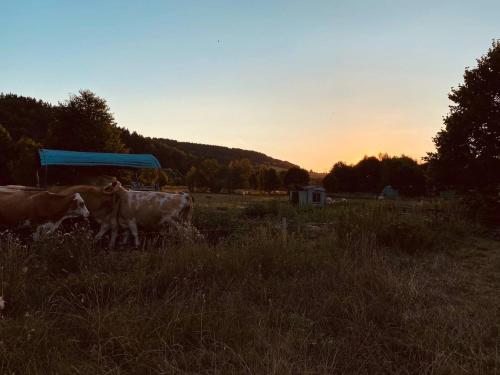 deux vaches debout dans un champ au coucher du soleil dans l'établissement Ferienwohnung Nennigmühle, 