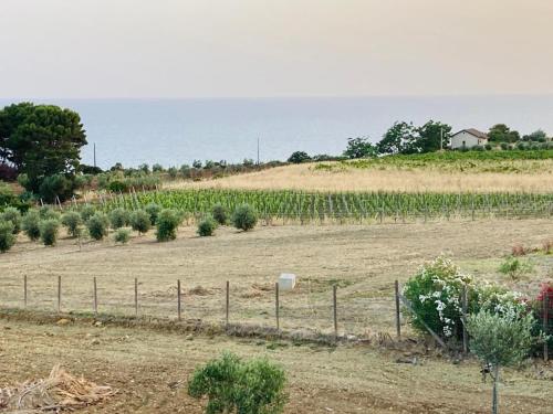 a field of plants in a field with a fence at Villa Mancosta in Marinella di Selinunte