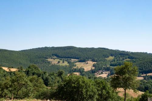 auliculiculiculiculiculiculiculiculiculiculiculiculiculiculic at Tenuta San Lodovico in Scansano
