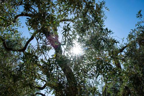 a tree with the sun shining through the leaves at Tenuta San Lodovico in Scansano