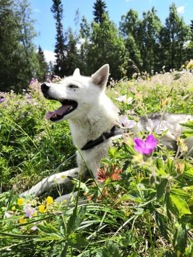 a white dog laying in a field of flowers at Toola-Lodge in Syöte
