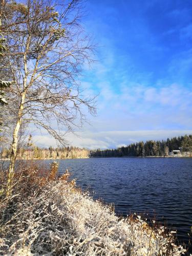 a body of water with a tree next to it at Toola-Lodge in Syöte