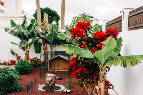 einen Garten mit roten Blumen und ein kleines Haus in der Unterkunft La Palmera - Fabulosa Casa, LANZAROTE, Playa Honda in Playa Honda