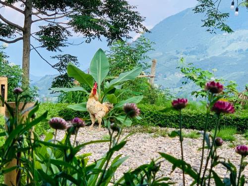 a turkey standing in a garden with flowers at Sapa Rosie House in Sa Pa