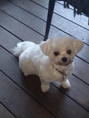 a small white dog standing on a wooden floor at CHAMBRE CHEZ L HABITANT PISCINE VUE MER SDB et TERRASSE PRIVEE laverie in Saint-Pierre