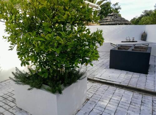 Κήπος έξω από το BEACH HOUSE MOSSELRIVIER