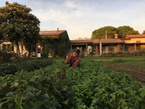 a man standing in a field of crops at Olimagio Farm Stay with animals and 25m pool, beach at cycling distance in Pietrasanta