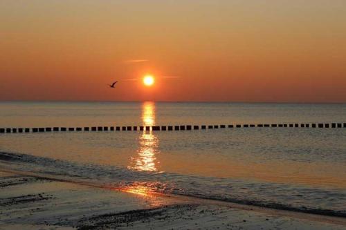 un uccello che vola sull'oceano al tramonto di DUENENROSE App Nr 03 max 3 Pers a Dierhagen