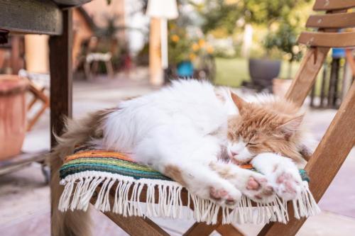 eine orangefarbene und weiße Katze, die auf einem Stuhl schläft. in der Unterkunft Ferienwohnungen in der alten Schnapsbrennerei Kolleritsch in Mureck in Mureck